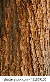 Tree Bark Texture