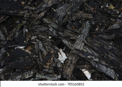 Tree bark texture - Shutterstock ID 705163852