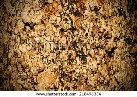 Tree bark texture