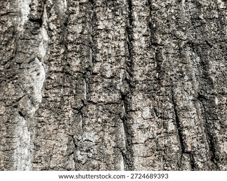 Tree Bark Texture Background with Natural Rough Wood Surface