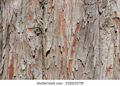 Tree Bark Texture Of Baldcypress 