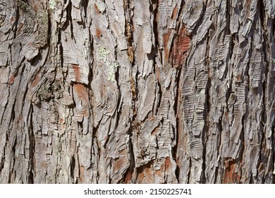 Tree Bark Texture Of Baldcypress 