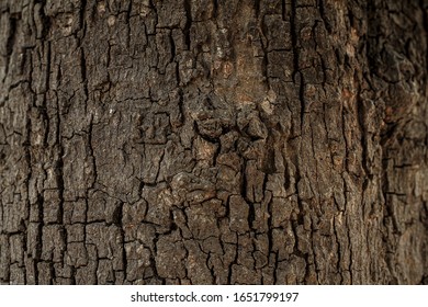 Tree bark texture | Brown