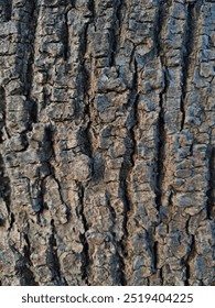 tree bark texture close up macro background shadows and depth rough plant gardening design