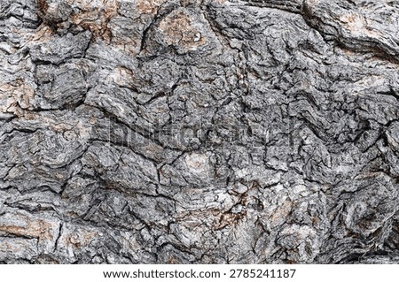 Tree bark texture close up. Natural rough wood surface background. Dark gray trunk pattern with cracks and details. Organic forest texture. Abstract nature backdrop full frame