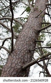 Tree bark texture, crooked tree falling over