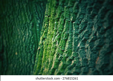  tree bark texture with green moss - Powered by Shutterstock