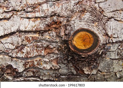 Tree Bark Texture With Knot