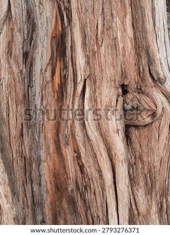 Tree Bark Texture Knot Stripes