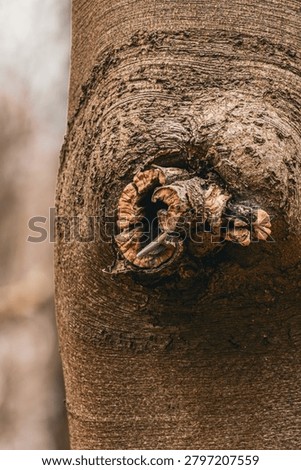 Tree Bark Texture with Knotted Branch Growth