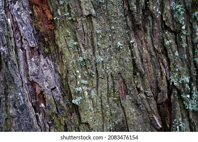 Tree bark texture. Oak wood background. Old Trunk pattern. Rough wooden skin closeup. Dry log material cracked surface. Abstract rustic hardwood timber. Natural forest material