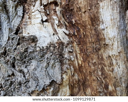 Tree bark texture. Old grunge wood texture use for background with color toned.