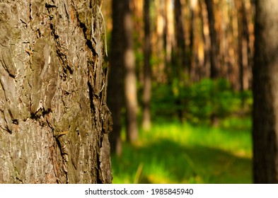 Tree bark texture on blurry background:Close up,select focus with shallow depth of field: ideal use for background