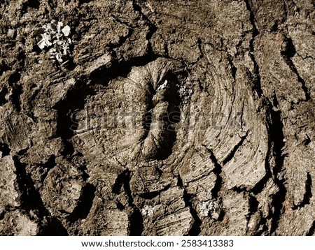 tree bark texture representing an eye
