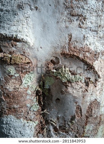 Tree bark texture with spider web and lichen close up