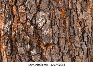 Tree bark texture in warm sunlight