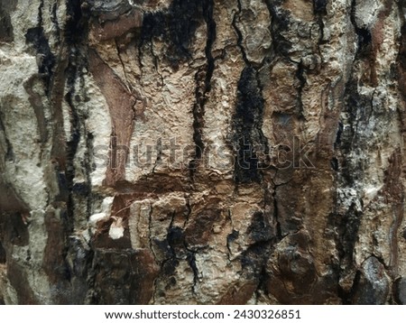 tree bark that peels because the tree is very old and attacked by disease