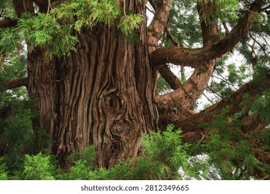 Tree bark trunk branch foliage forest green wood nature evergreen close view of old tree trunk with rough bark, large branch, and dense green foliage in natural forest setting