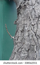Tree, bark, twig. 