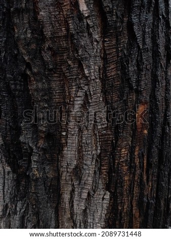 Tree bark. Wet tree bark