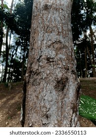 the tree barks texture,closer look