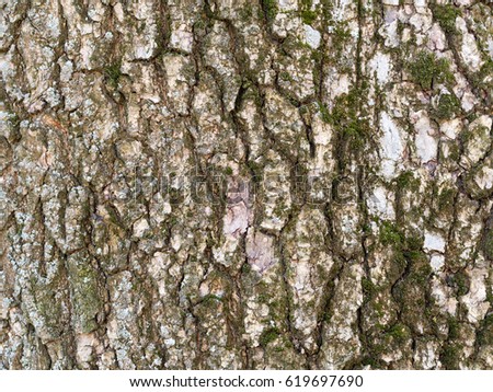 Tree BarkTexture Background close up shot silver birch with moss