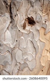 Tree bark.Tree trunk. Pine tree trunk bark, rusty texture natural background.
