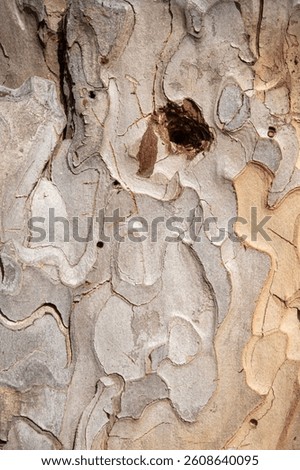 Tree bark.Tree trunk. Pine tree trunk bark, rusty texture natural background.