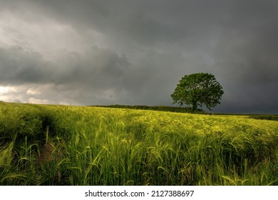 Tree In Barley Field With Stormy Sky Cornwall UK	