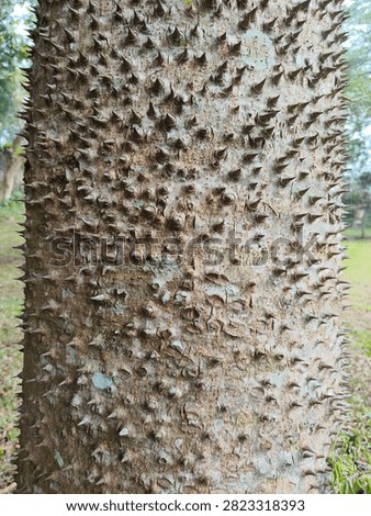 tree baru texture with Sharp thorns, covered in white fungus