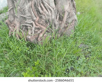 tree base with root texture