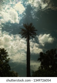 tree at the beach