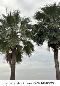 The tree at the beach