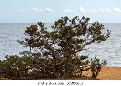 Tree at the beach