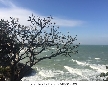 Tree in the Beach,!