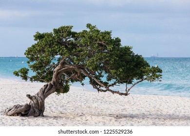tree beach tropical