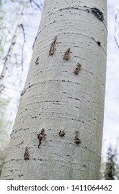 Tree With Bear Claw Marks