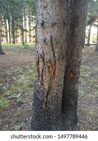 Tree With Bear Claw Marks In Yellowstone National Park