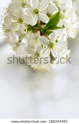 Similar – Blossom pear tree in white flowers