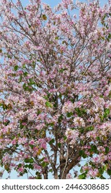 tree beauty flower springtime blooming garden botany plantlife 