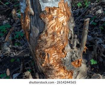 Tree with beaver teeth marks. Beaver gnawed tree trunk. Animal dam builder