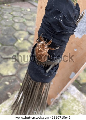 The tree beetle is one of the animals with a rather limited habitat in our area.