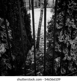 Tree behind bars