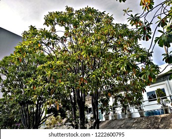 Tree behind the building