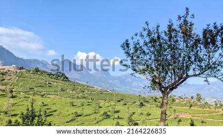 Tree behind mountain in kerals
