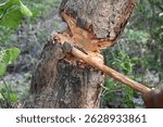 Tree being cut down with an axe. Wood is being cut for fuel in an Indian village. Indian village cutting wood from his hand with the help of axe.
