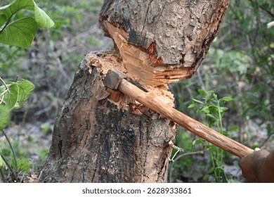 Tree being cut down with an axe. Wood is being cut for fuel in an Indian village. Indian village cutting wood from his hand with the help of axe.
