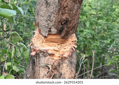Tree being cut down with an axe. Wood is being cut for fuel in an Indian village. Indian village cutting wood from his hand with the help of axe.