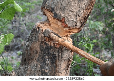 Tree being cut down with an axe. Wood is being cut for fuel in an Indian village. Indian village cutting wood from his hand with the help of axe.
