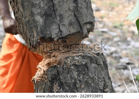 Tree being cut down with an axe. Wood is being cut for fuel in an Indian village. Indian village cutting wood from his hand with the help of axe.
